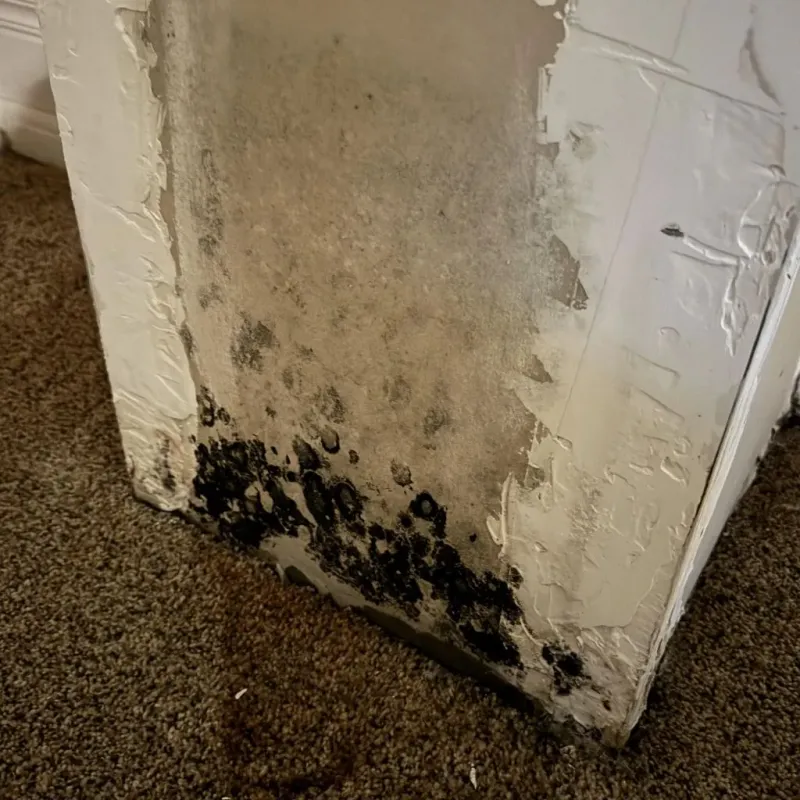 Professional Mold Removal in Tobaccoville, NC